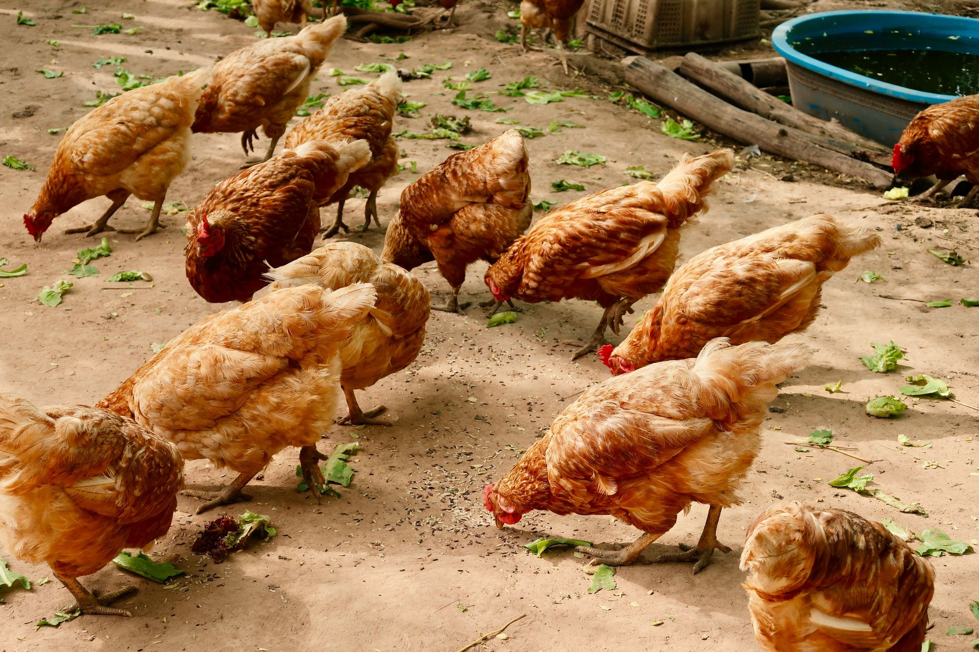 Sonali chicken