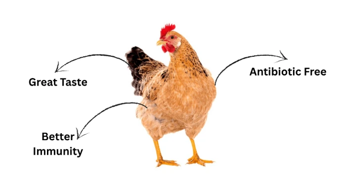 Benefits of sonali chicken