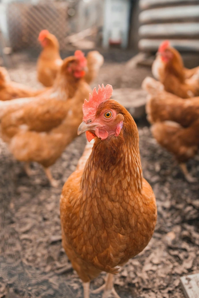 Sonali chicken