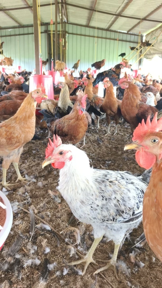 Sonali Chickens