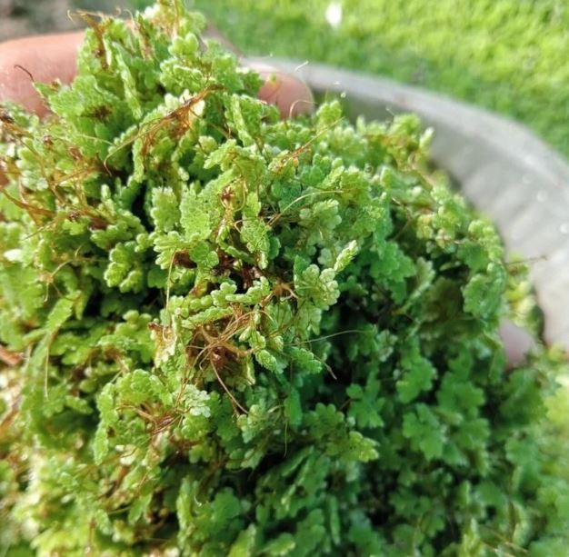 Azolla Pinnata