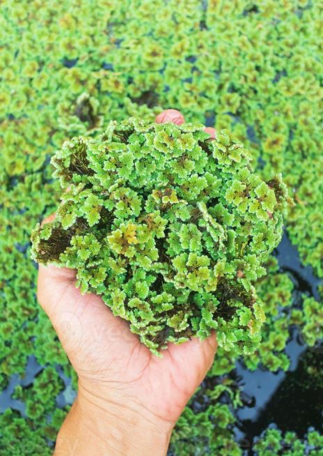 azolla pinnata
