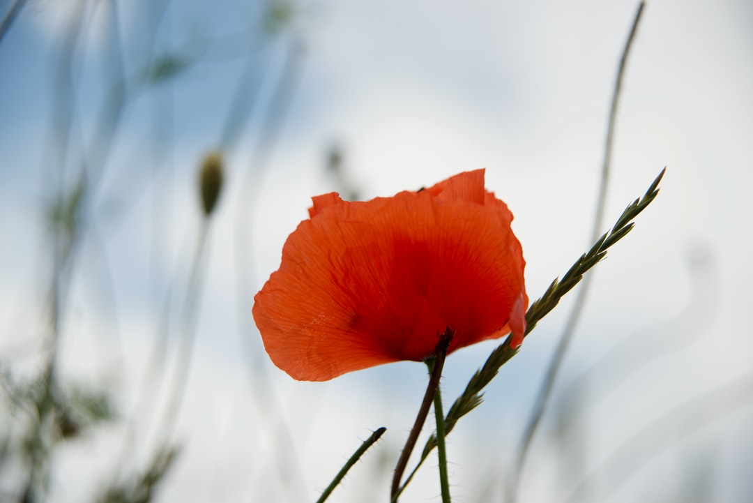 Apollo farm flower